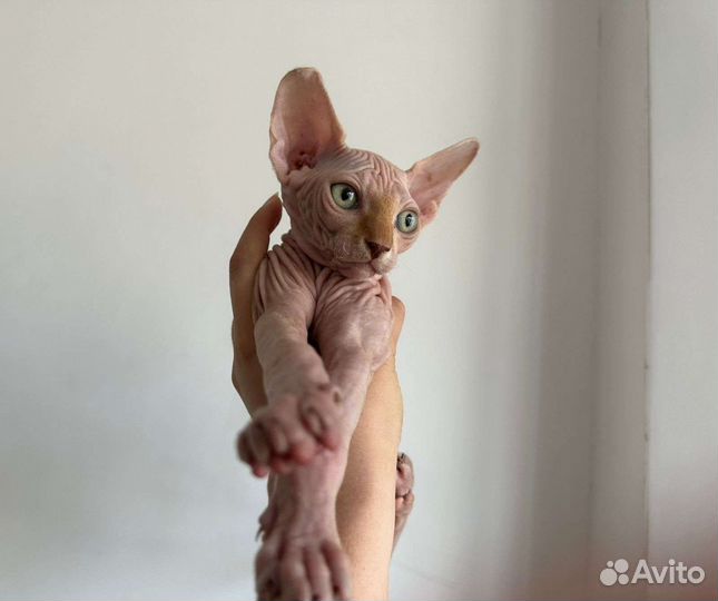 Канадский сфинкс котенок