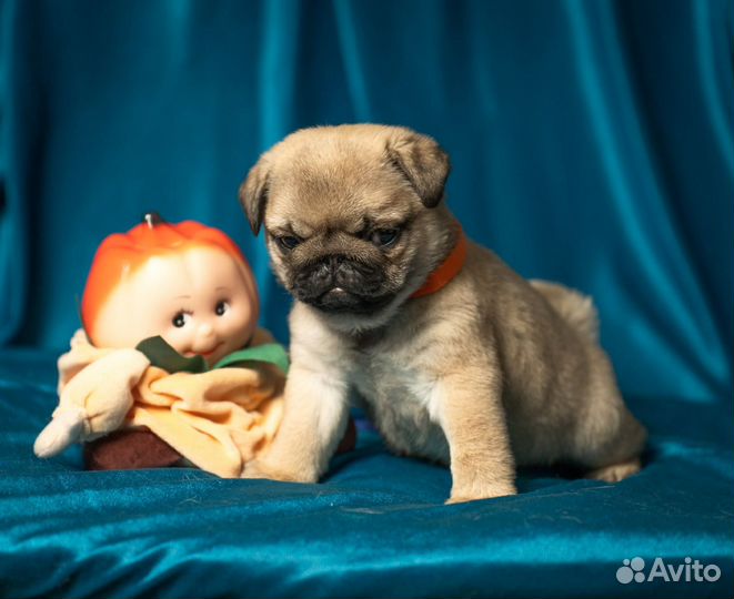 Щенки мопса