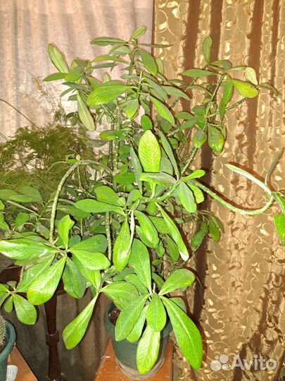 Синадениум (молочай) Гранта. Дерево любви