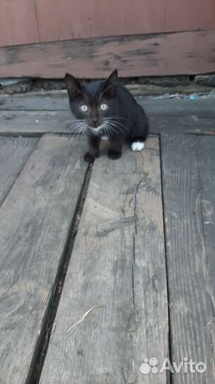 Котята в добрые руки 3 мес