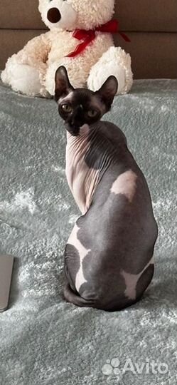 Канадский сфинкс эльф