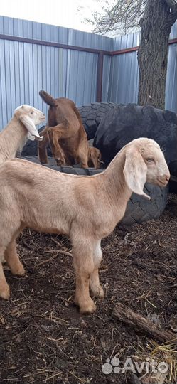 Продам козлят