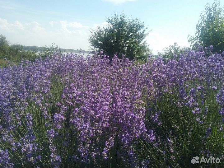 Лаванда сухоцвет