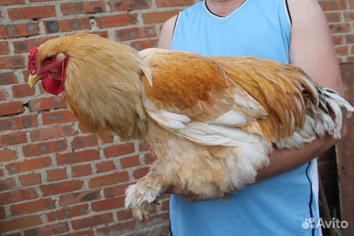 Молодые петушки Брама