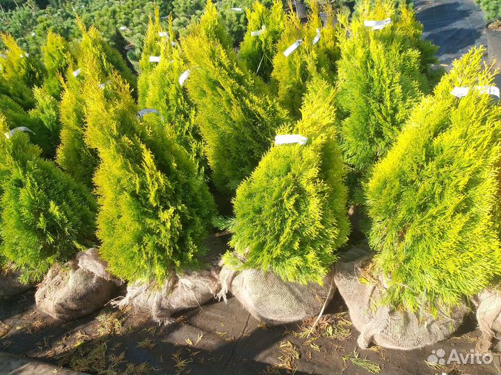 Туя Голден смарагд