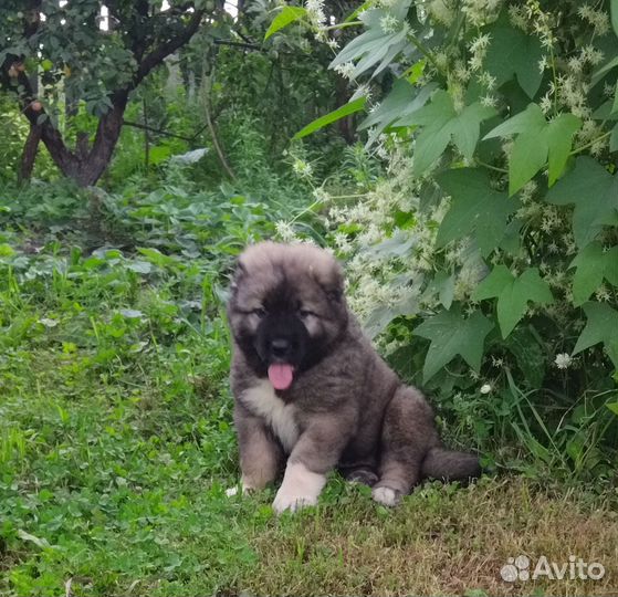 Кавказская овчарка