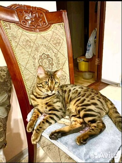 Вязка Бенгальского кота