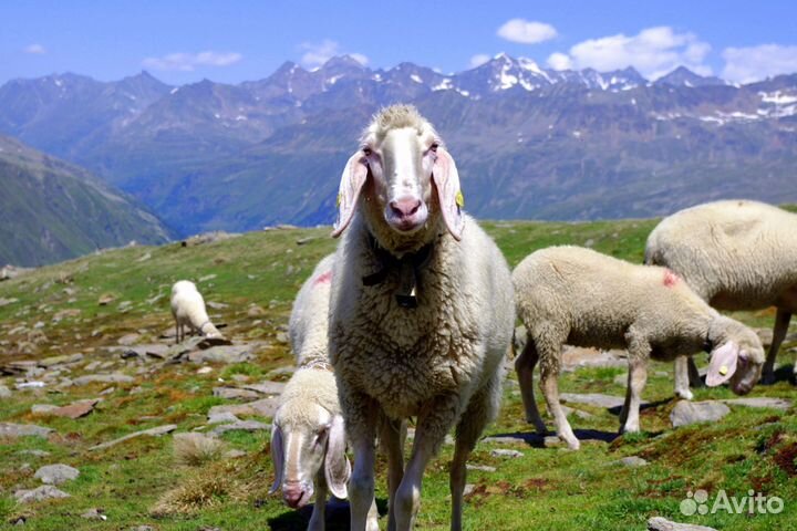 Овцы и бараны с высокогорье