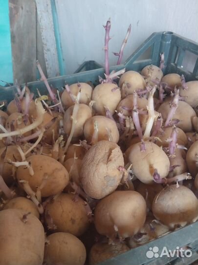 Продам кортошку