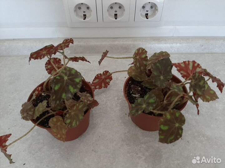 Комнатные растения