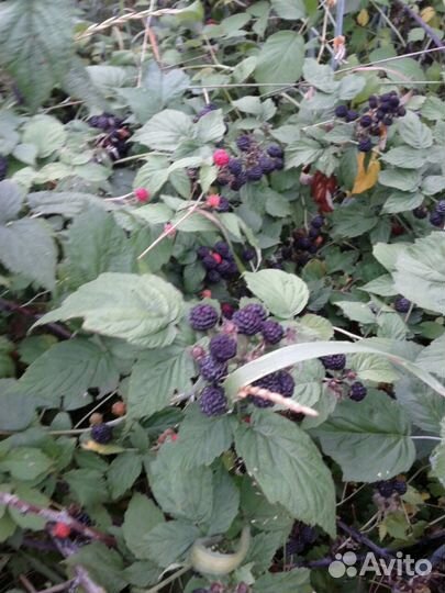 Кумберленд-Черная малина