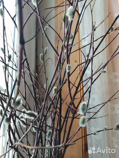 Саженцы декоративных кустарников. Большой выбор