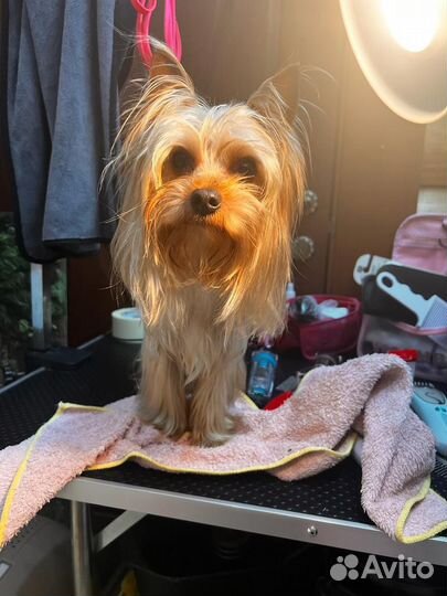 Йоркширский терьер