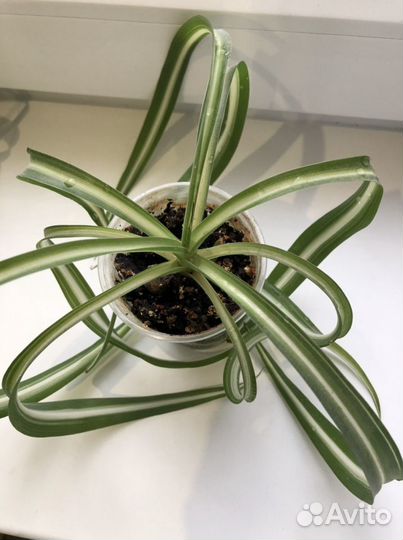 Хлорофитум кудрявый