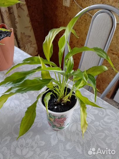 Спатифиллум (женское счастье)