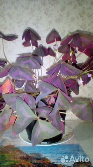 Предлагаются комнатные и офисные цветы и растения