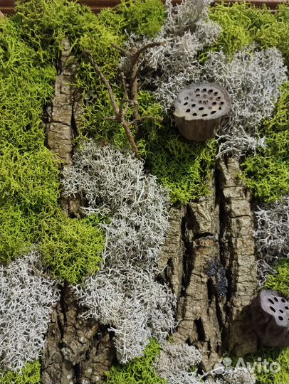 Картина из мха