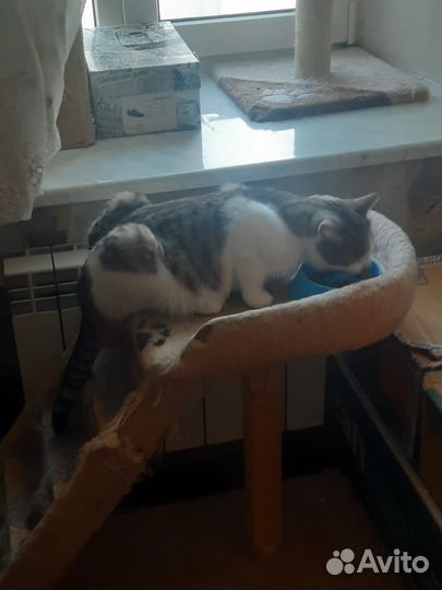 Котик милый и ласковый