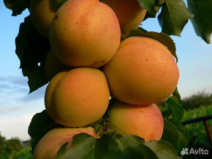 Саженцы плодовых деревьев