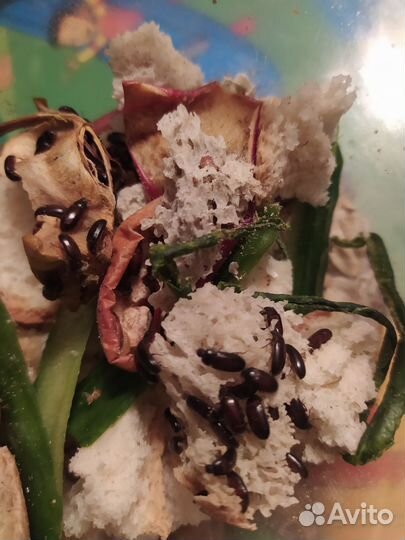 Жук знахарь и Личинки жука знахаря