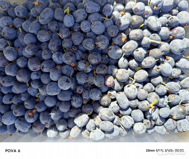 Голубика