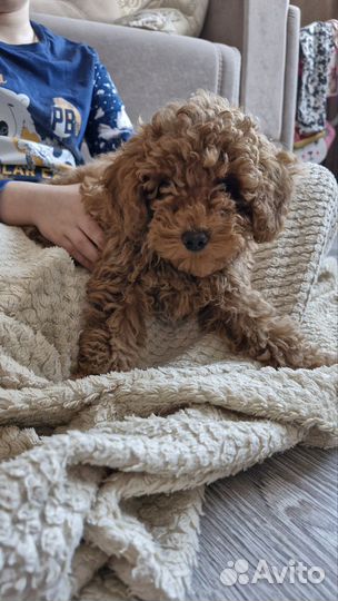 Той пудель мальчик red brouwn