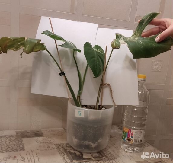 Монстера вариегатная