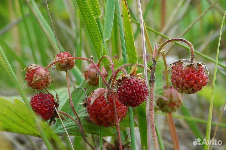Клубника Лесная