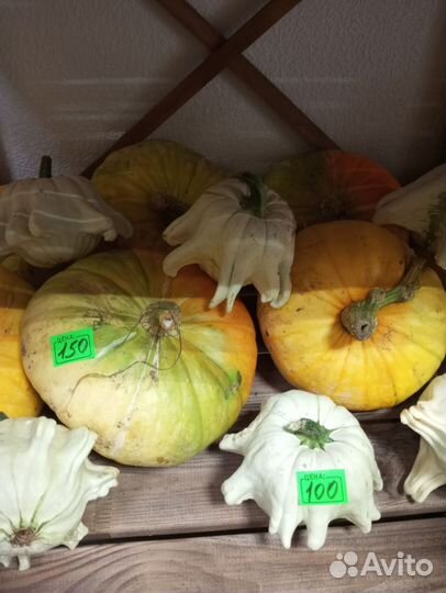 Тыква декоративная на праздник