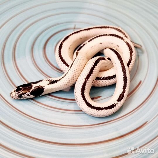 Калифорнийская королевская змея