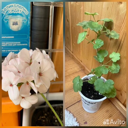 Пеларгония герань