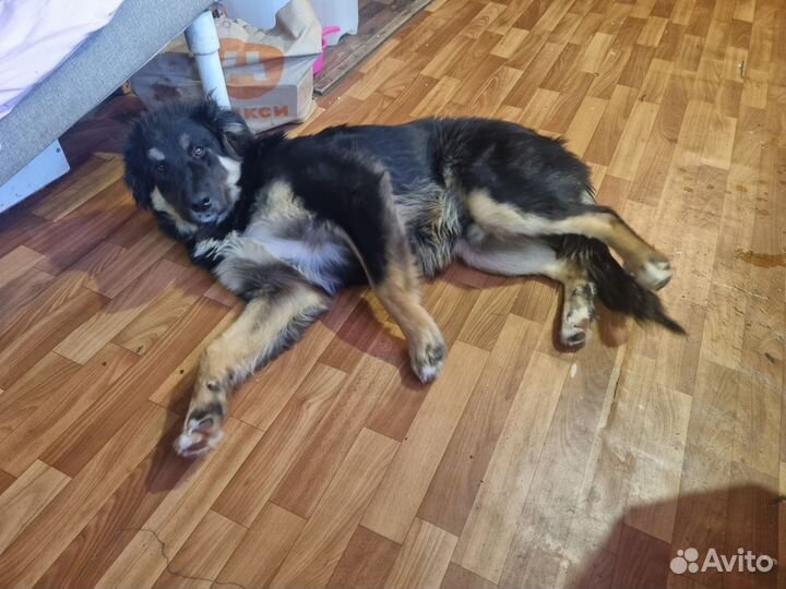 Собака в добрые руки