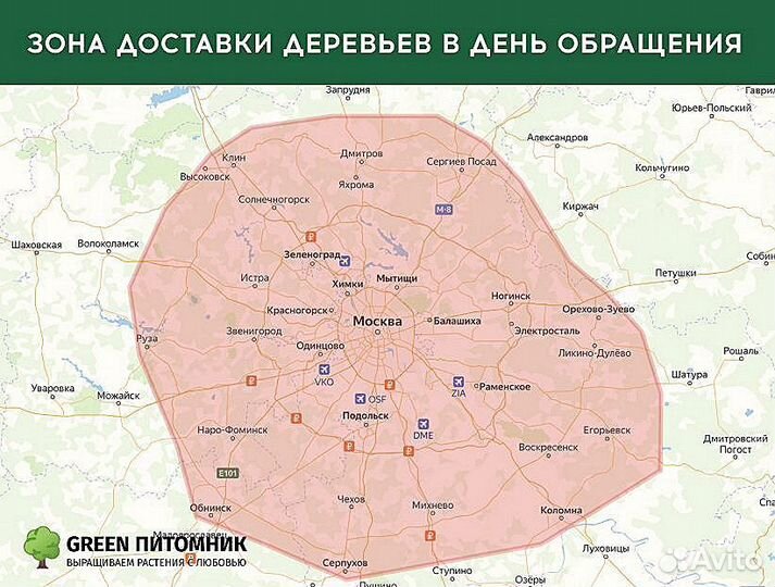 Деревья крупномеры
