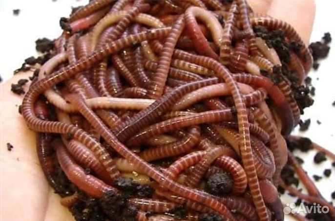 Черви для рыбалки