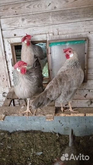 Куры Леггорн Изобель