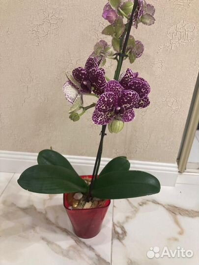 Орхидея дикий кот