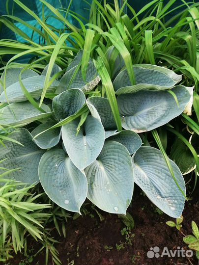 Хоста растение