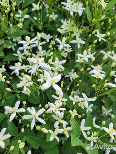 Клематис Ломонос, спирея Грефшейм