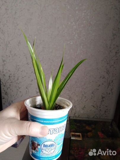 Пальма панданус