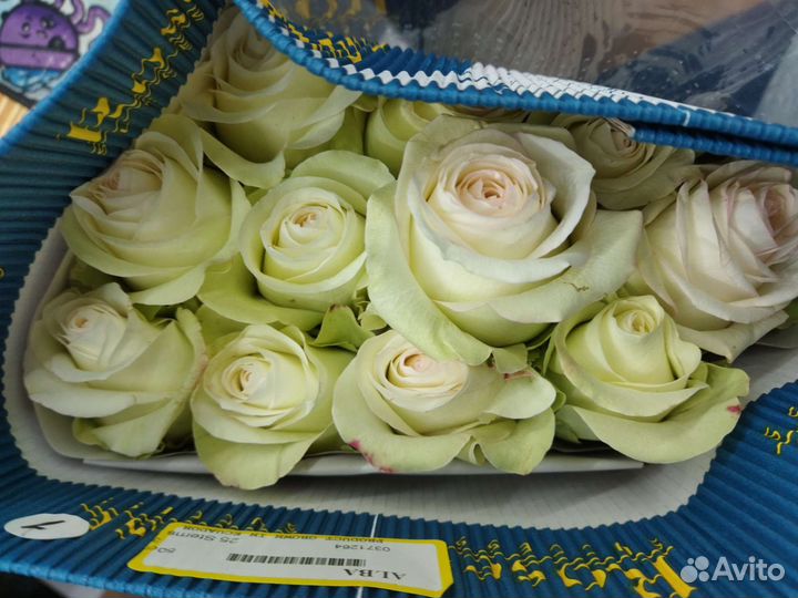 Голландские розы