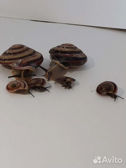 Улитки караколусы. Очень красивые, непривиредливые