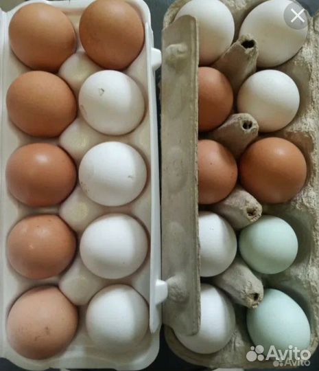 Домашние куриные яйца