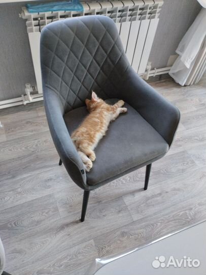 Домашние животные котята