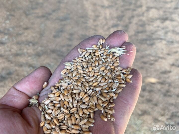 Зерно ячмень овес