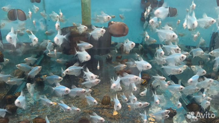 Цветные рыбки