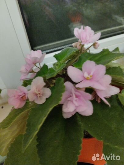 Комнатные цветы фиалки