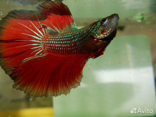 Рыбка Петушок