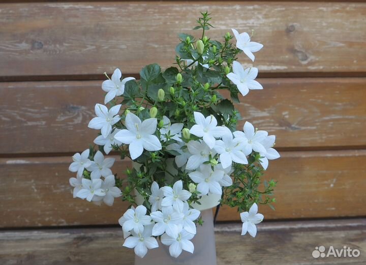 Кампанула Альба (невеста)