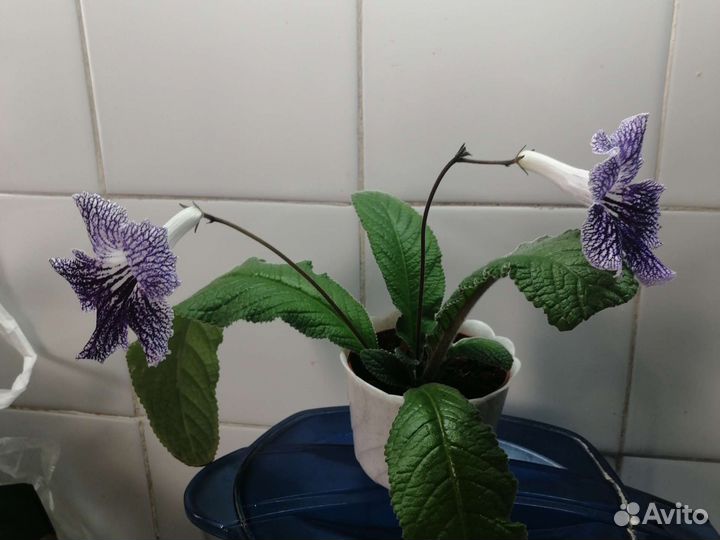 Стрептокарпусы