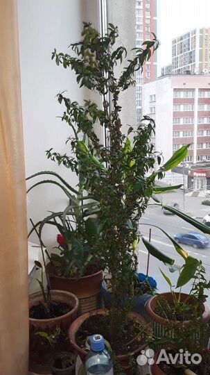 Растение мирт